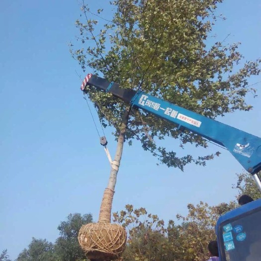 南京枫香树苗 精品枫香