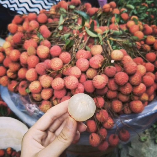 东莞市桂味荔枝 广东东莞桂味