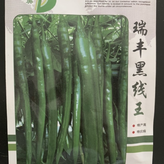 青州市线椒种子 瑞丰黑线王。线椒 黑线抗病 高产