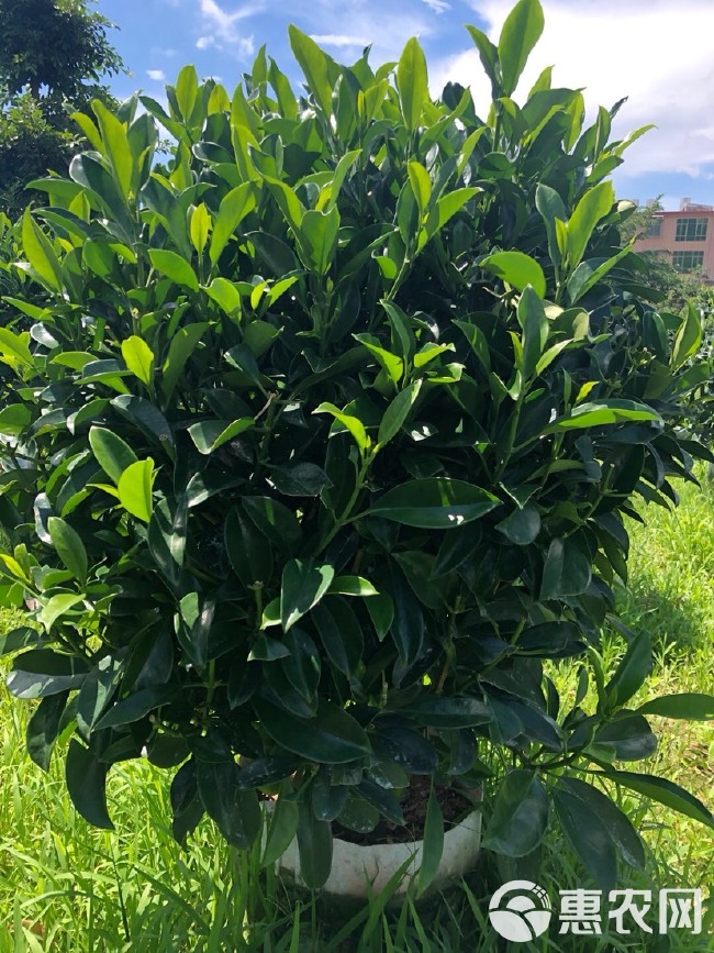  大量各种规格非洲茉莉出售中，价格美丽，有需要请联系