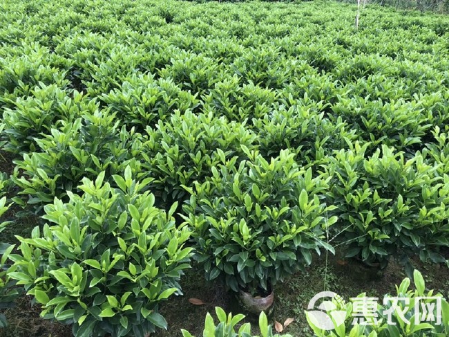  大量各种规格非洲茉莉出售中，价格美丽，有需要请联系