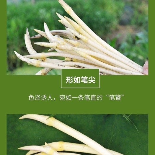 仙桃市塘藕  自家的千亩藕塘。