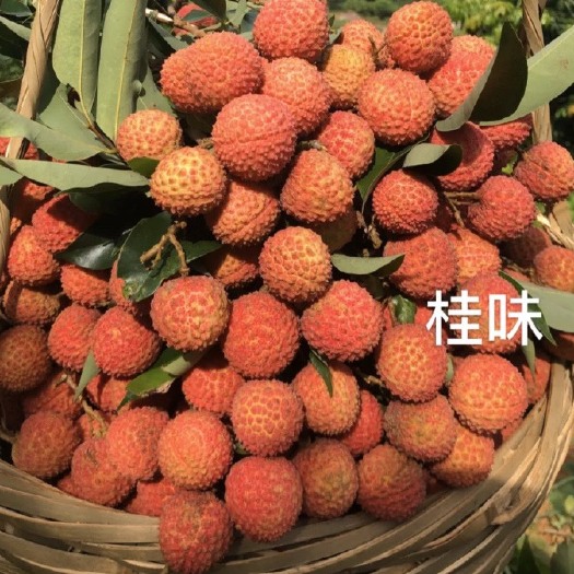 东莞市 自家荔枝 桂味，大量低价批发