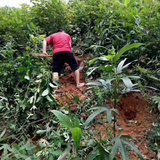 广州 新鲜五指毛桃