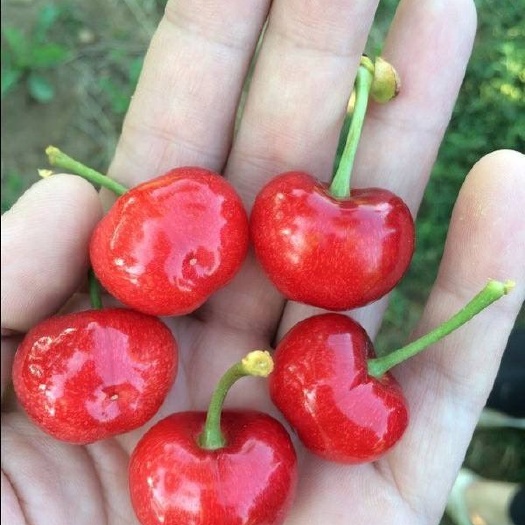 大连 大连大樱桃陆地樱桃，味美可口价格优惠！