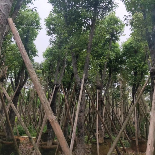 揭阳骨架香樟