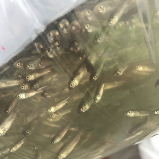 湖州 草鱼苗上市出售啦