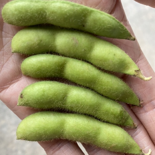 毛豆荚  湖北当阳 绿宝石毛豆 新鲜毛豆大量上市 基地直供