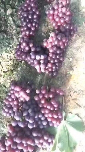 饶阳县红无核葡萄 服务于农