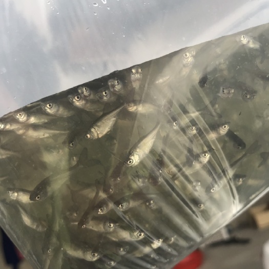 湖州 优质鱼苗————白鲢苗