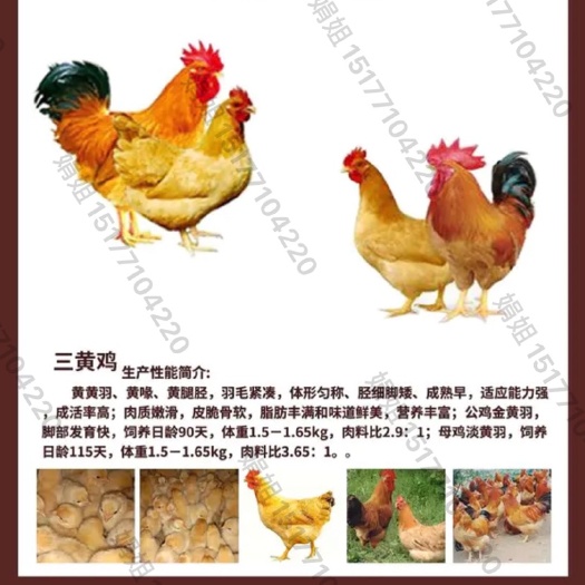 南宁三黄鸡苗  大红冠黄脚金黄羽毛黑尾羽，包疫苗，嫩口苗，出壳疫