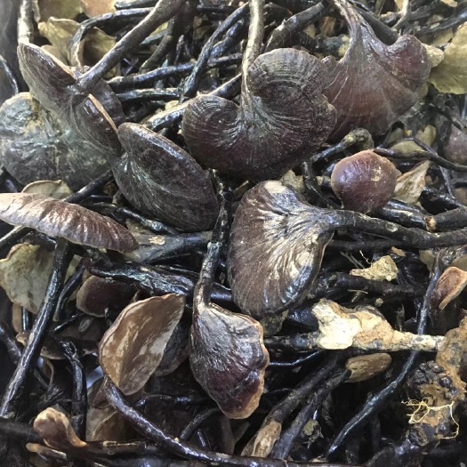 玉林竹灵芝，煲汤泡水饮用