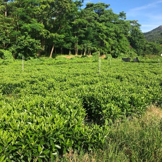 揭阳 大量各种规格非洲茉莉出售中，价格美丽，有需要请联系