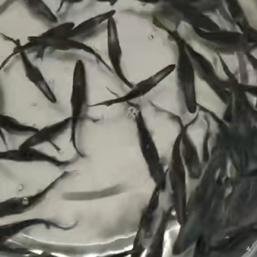 四会市鸭嘴鱼苗 鸭嘴鲟鱼苗 鸭嘴鱼￼