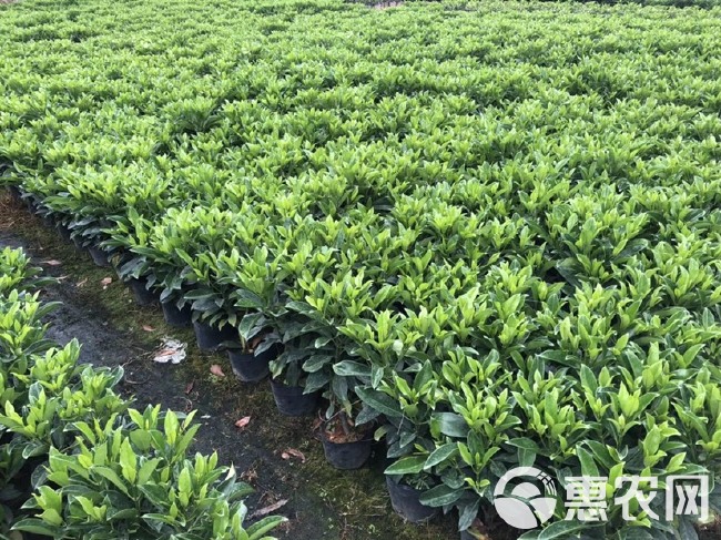  大量各种规格非洲茉莉出售中，价格美丽，有需要请联系