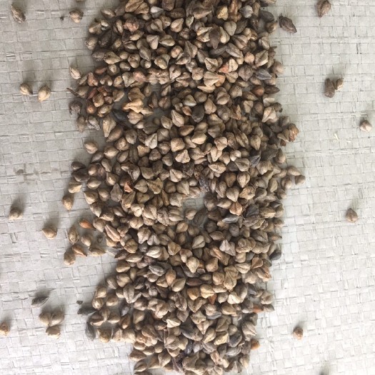 定西甘肃荞麦壳