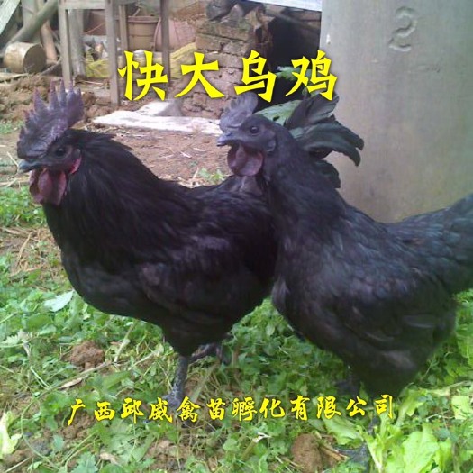 钦州 快大乌鸡苗乌鸡苗快大型乌肉鸡