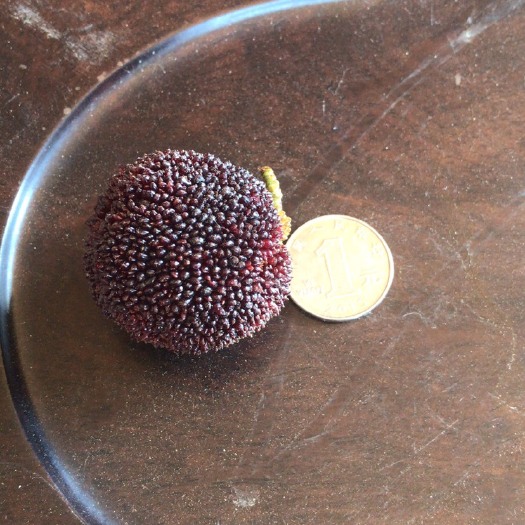 石屏县石屏杨梅 2 - 2.5cm