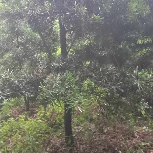 四会市小叶罗汉松