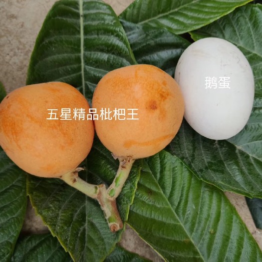 永善县 大五星枇杷品质好，每个都有0.7至1两，可口味甜，