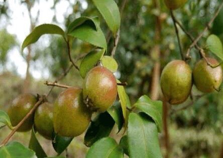瑞金市 5年油茶树，