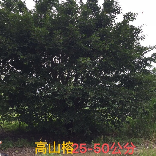 容县 高山榕