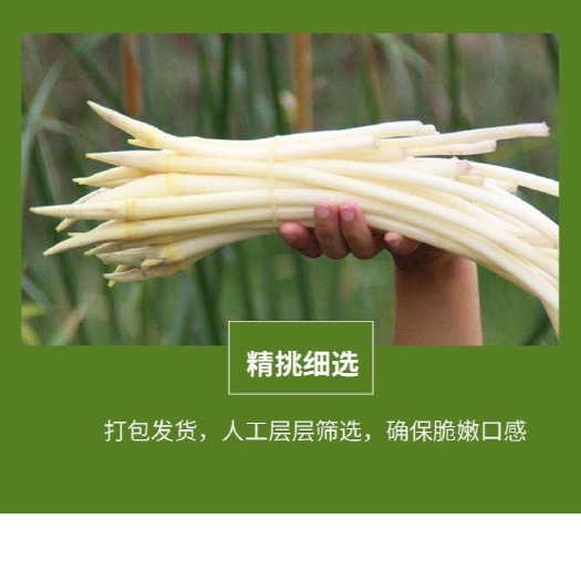 仙桃市自家藕塘千亩藕带
