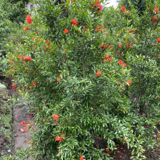 成都 花石榴