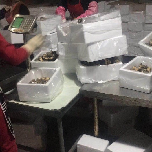 诏安县福建生蚝 福建网红生蚝小包装5斤装一口蚝品质把控产地直发 只接量大