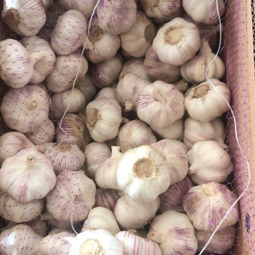 郯城县红皮大蒜 干蒜头上市。欢迎广大朋友前来选购 合作共赢