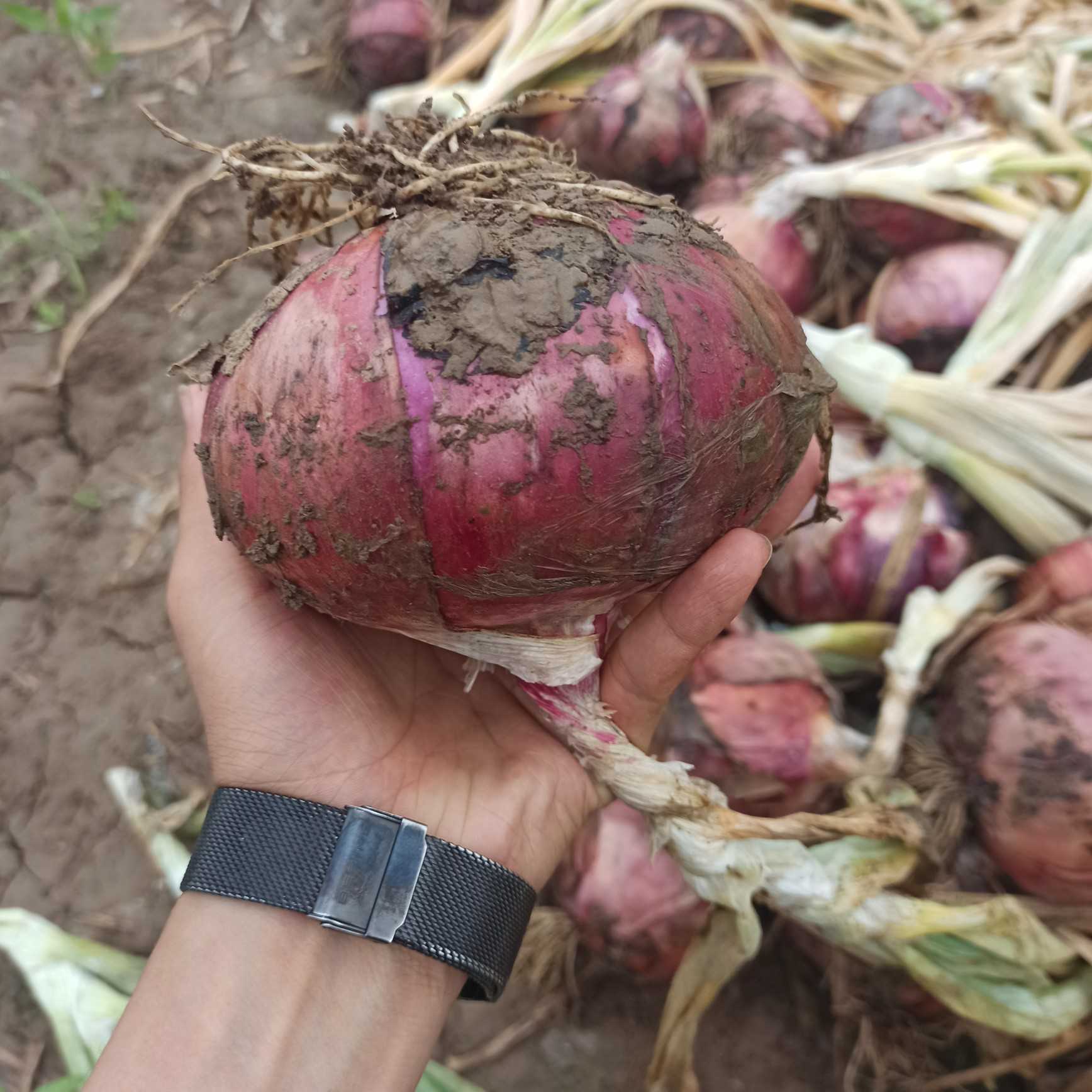 一斤以上大洋葱 无污染 纯天然绿色食品