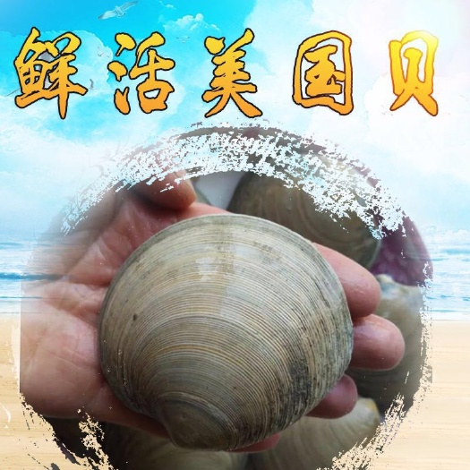 美贝 产地直销 湛江鲜活贝类 鲜活美国贝 美国红 鲜活贝类批发