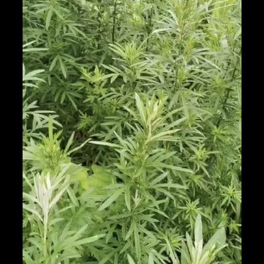 深圳 有鲜艾草和干艾草出售，欢迎来电订购
