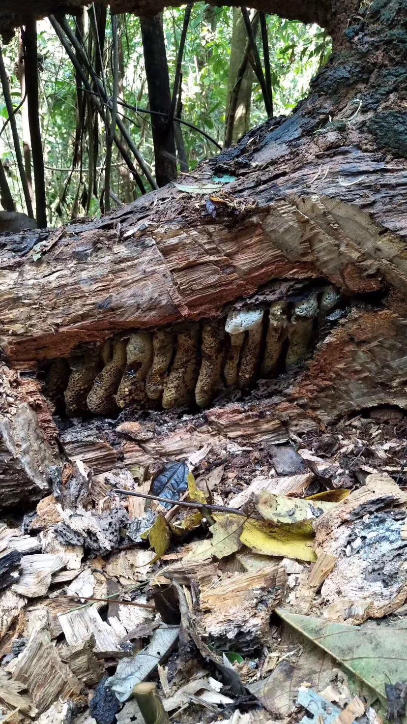 黑蜂蜂蜜  云南黑蜜，略带药香味、营养价值很高，高海拔森林采集，亲自过滤