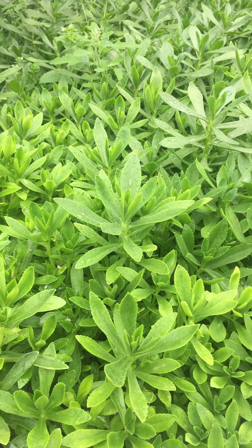 救心菜又名土三七