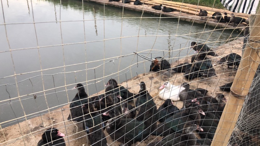 兴业县黑番鸭苗