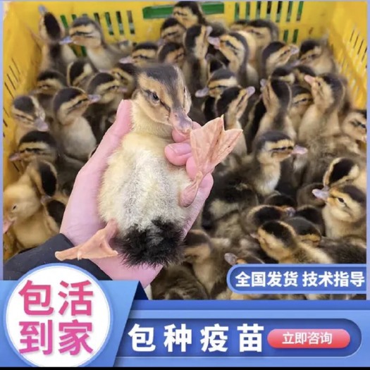 昆明麻鸭苗  云南正宗大种，成品8斤，长势快，抗病力强，成活率高