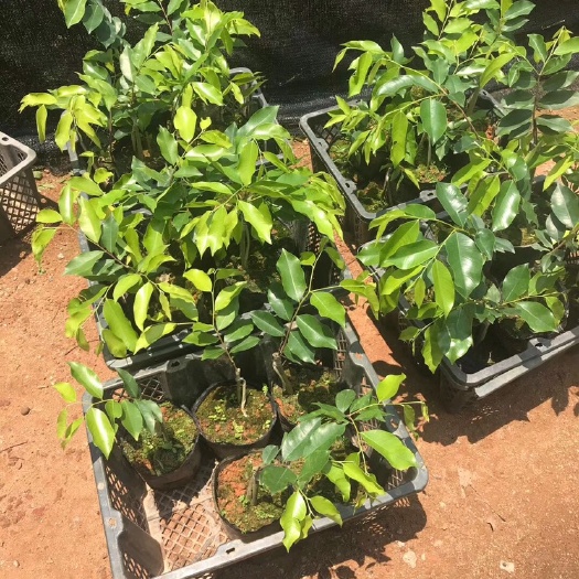 玉林沉香苗 奇楠沉香树苗