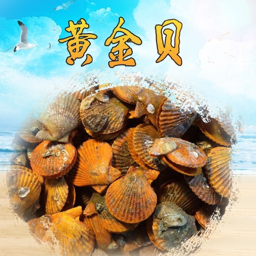  产地直销  湛江鲜活贝类 小黄贝 扇贝 黄金贝 量大从优