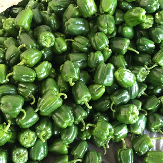 淄博菜椒 方椒