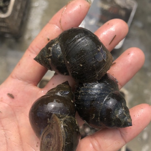洪湖市田螺  种螺，长年供应，质量保证，一次合作，终身朋友