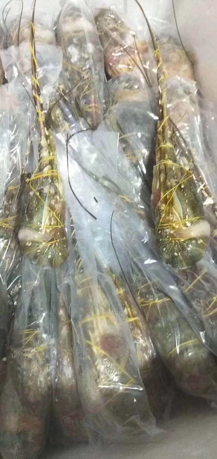 北海越南青龙虾 大量批发冻青龙