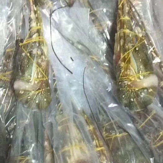 北海越南青龙虾 大量批发冻青龙