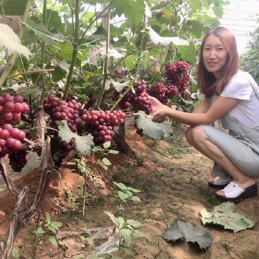 邯郸 红无核甜葡萄大量上市中 河北葡萄基地 专业代办 质量保证