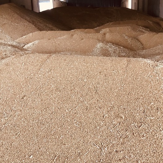 山西运城新小麦 白麦水分13内 容重790以上