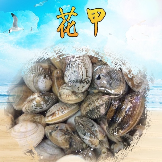 花蚬子 产地直销 湛江鲜活贝类  花蛤 花甲 鲜活贝类批发 量大从优