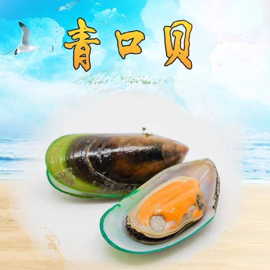  产地直销 湛江鲜活贝类青口贝青口贝海虹 鲜活贝类批发量大从优