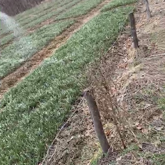 通化县 东北吉林通化大量出售贝母鲜货，可议价