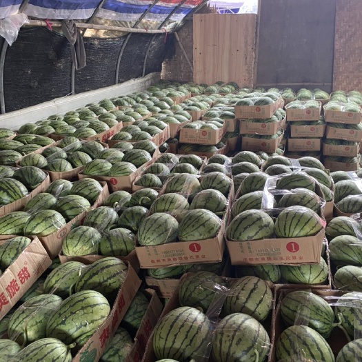 大邑县 口口脆西瓜 量大质优