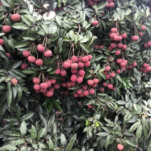 廉江市鸡嘴荔枝 2cm
